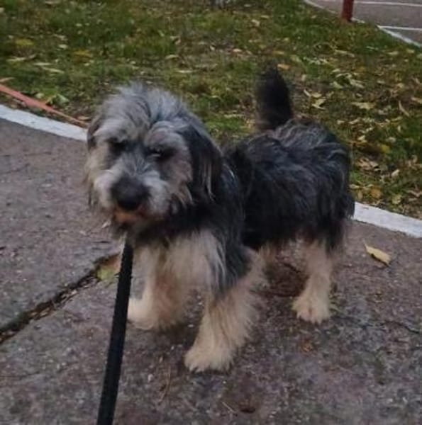 Gute-Laune-Bär Luca sucht Zuhause (C)