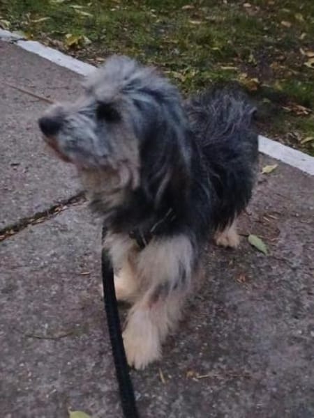 Gute-Laune-Bär Luca sucht Zuhause (C)