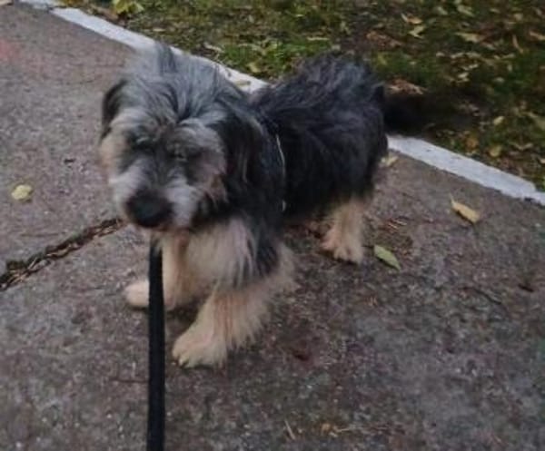 Gute-Laune-Bär Luca sucht Zuhause (C)