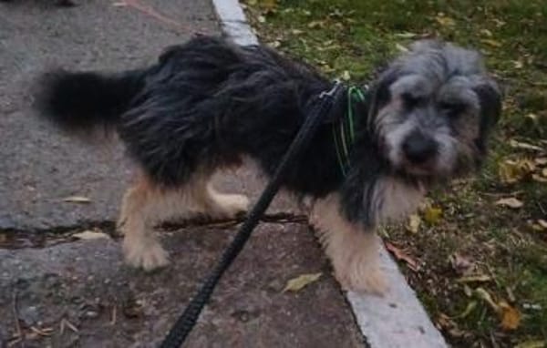 Gute-Laune-Bär Luca sucht Zuhause (C)