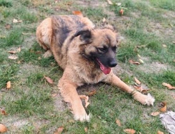 Ani sucht ihre Familie