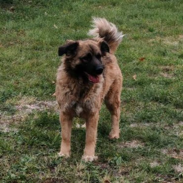 Ani sucht ihre Familie