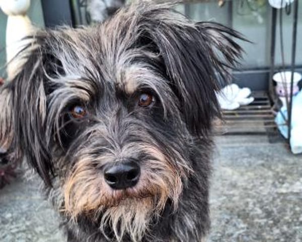 PERCY - sanftes Kerlchen