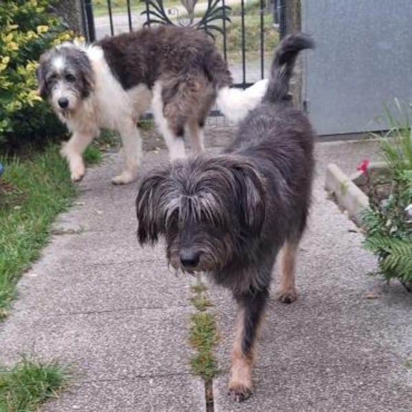 PERCY - sanftes Kerlchen