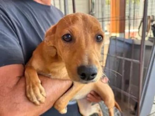 CANDELA - auf Pflegestelle in Berlin