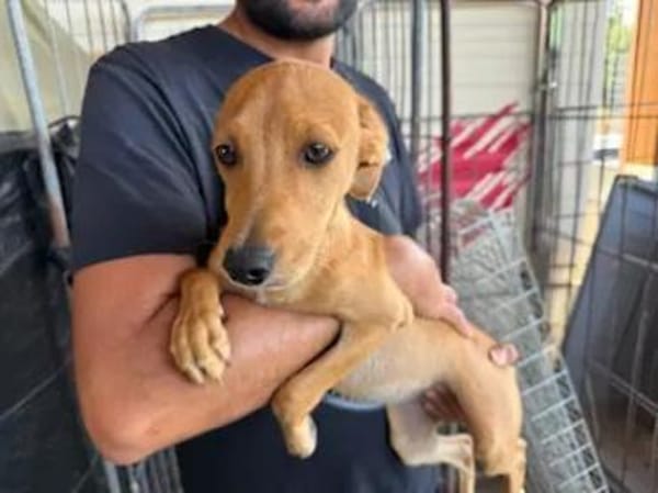 CANDELA - auf Pflegestelle in Berlin