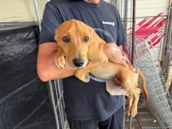 CANDELA - auf Pflegestelle in Berlin