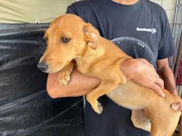 CANDELA - auf Pflegestelle in Berlin