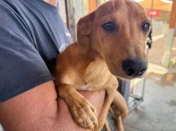 CANDELA - auf Pflegestelle in Berlin