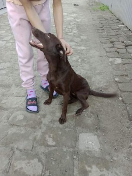 PHOEBE - geb. ca. 01/2025 - Labrador Mix