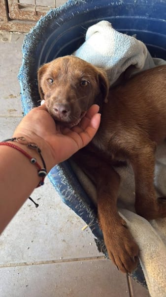 PHOEBE - geb. ca. 01/2025 - Labrador Mix