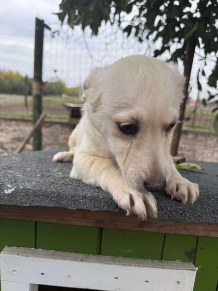 Kleine Lina ❤🐾 sucht liebevolle Hundee