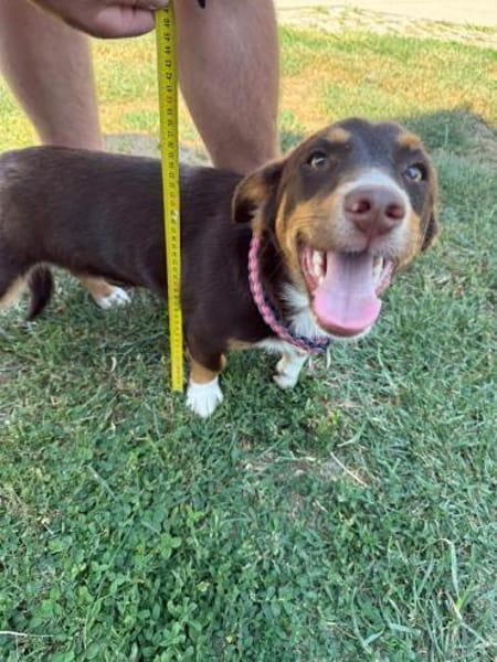 FERRIS - geb. 08/2024 - ca. 35cm/9kg