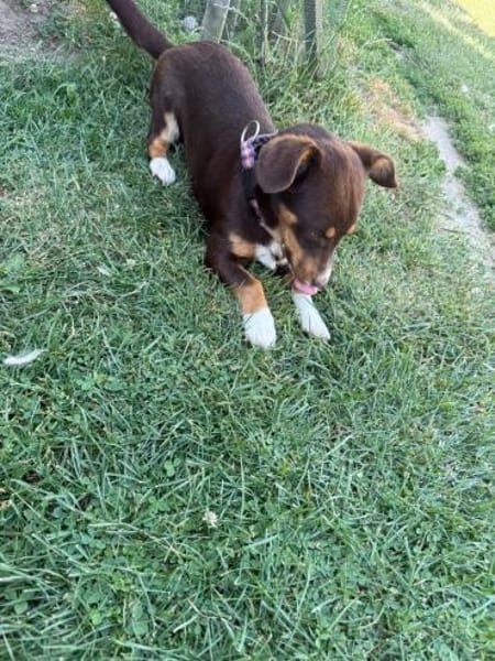 FERRIS - geb. 08/2024 - ca. 35cm/9kg