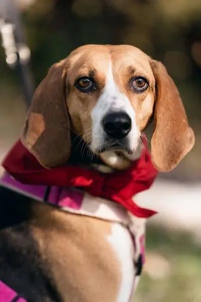 NICOLETTA - auf Pflegestelle in Bayern