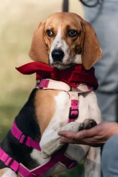 NICOLETTA - auf Pflegestelle in Bayern