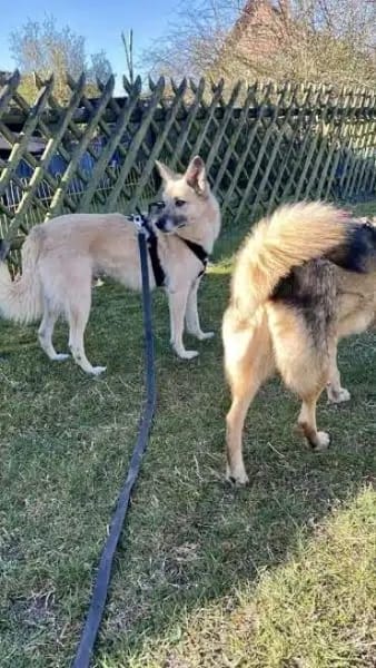 RUMI -  vom Schatten ins Licht 🌸