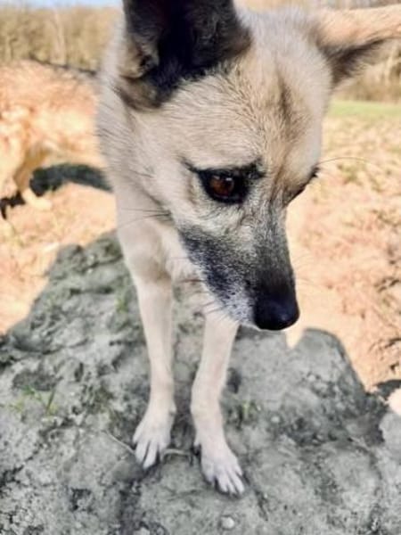 RUMI -  vom Schatten ins Licht 🌸