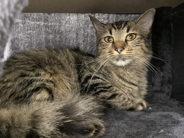 So-Mum (en cours d'adoption)