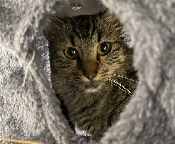 So-Mum (en cours d'adoption)