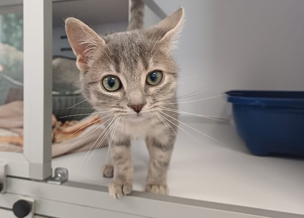 Rebelle (En cours d'adoption)