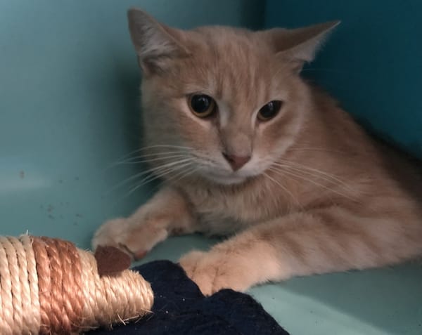 Simba (en cours d'adoption)