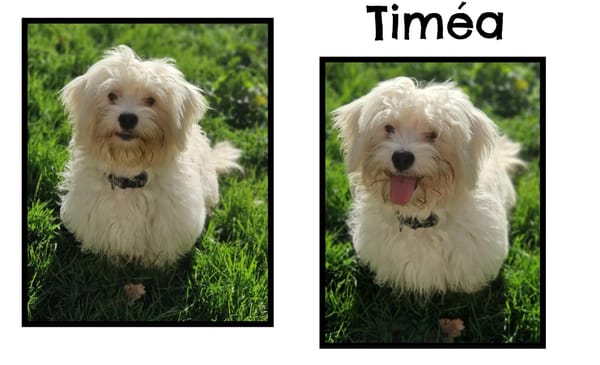 TIMEA (conditions adoption particulières) réservée