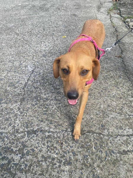 Dixy la joyeuse et dynamique louloute