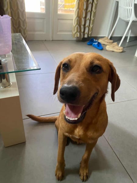 Dixy la joyeuse et dynamique louloute