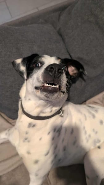 Vador l'adorable petit guerrier tripatte