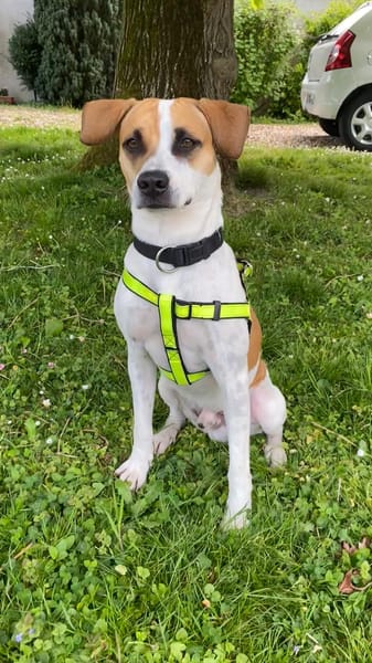 ELLIOT, mâle croisé créole, né le 25/06/2023 🌜