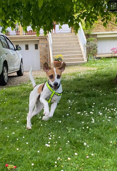 ELLIOT, mâle croisé créole, né le 25/06/2023 🌜