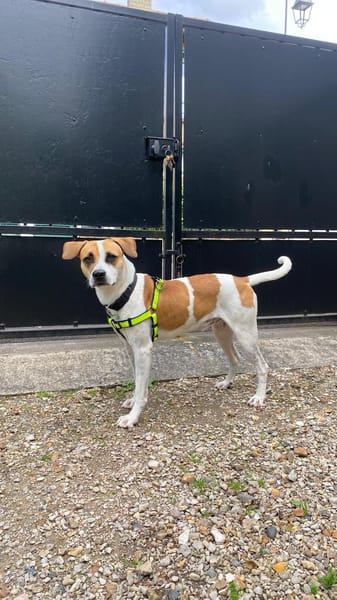 ELLIOT, mâle croisé créole, né le 25/06/2023 🌜