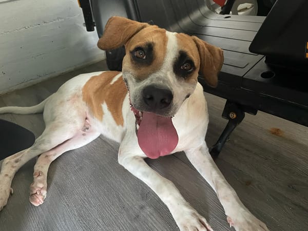 ELLIOT, mâle croisé créole, né le 25/06/2023 🌜