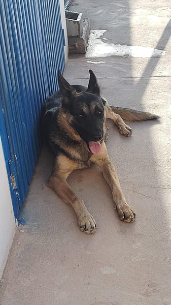 LULU (Rescate)