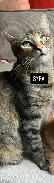 Syra