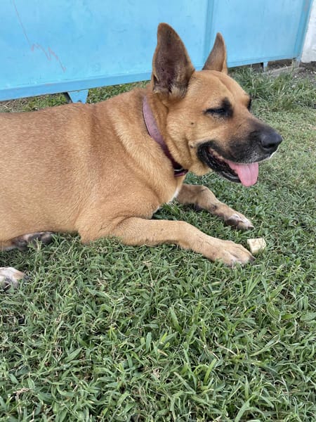 🐾 À L’ADOPTION – PALERME, une louloute calme, douce et pleine de confiance ! 🐾