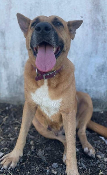 🐾 À L’ADOPTION – PALERME, une louloute calme, douce et pleine de confiance ! 🐾