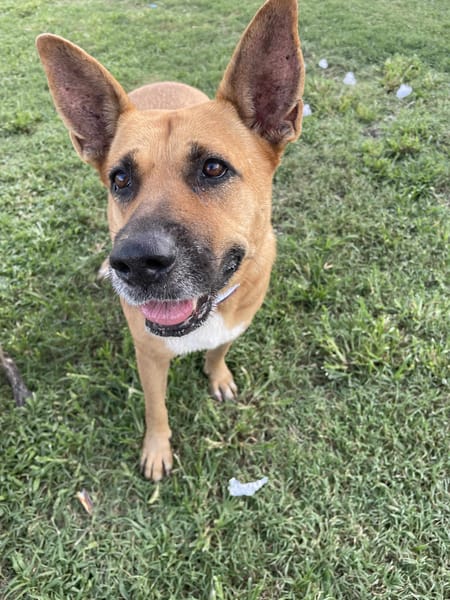 🐾 À L’ADOPTION – PALERME, une louloute calme, douce et pleine de confiance ! 🐾