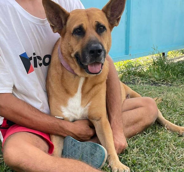 🐾 À L’ADOPTION – PALERME, une louloute calme, douce et pleine de confiance ! 🐾