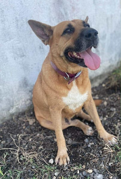 🐾 À L’ADOPTION – PALERME, une louloute calme, douce et pleine de confiance ! 🐾