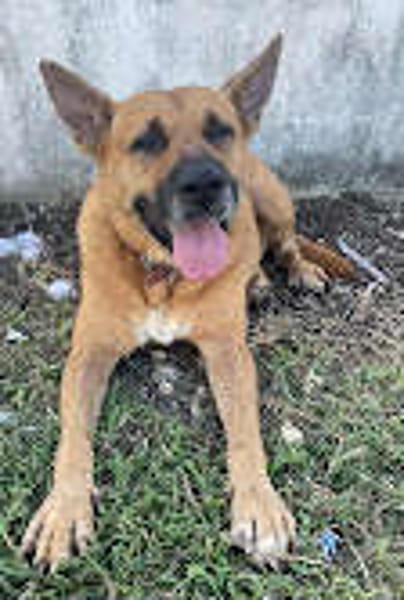 🐾 À L’ADOPTION – PALERME, une louloute calme, douce et pleine de confiance ! 🐾