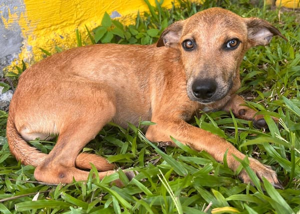 🐾 À L’ADOPTION – UTAH, une petite timide au cœur débordant de tendresse 🐾