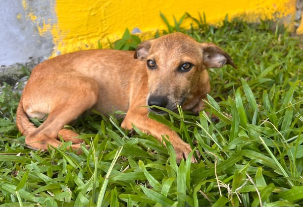🐾 À L’ADOPTION – UTAH, une petite timide au cœur débordant de tendresse 🐾