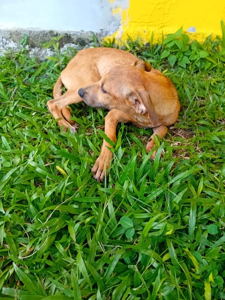 🐾 À L’ADOPTION – UTAH, une petite timide au cœur débordant de tendresse 🐾