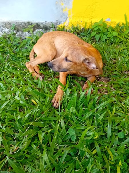 🐾 À L’ADOPTION – UTAH, une petite timide au cœur débordant de tendresse 🐾