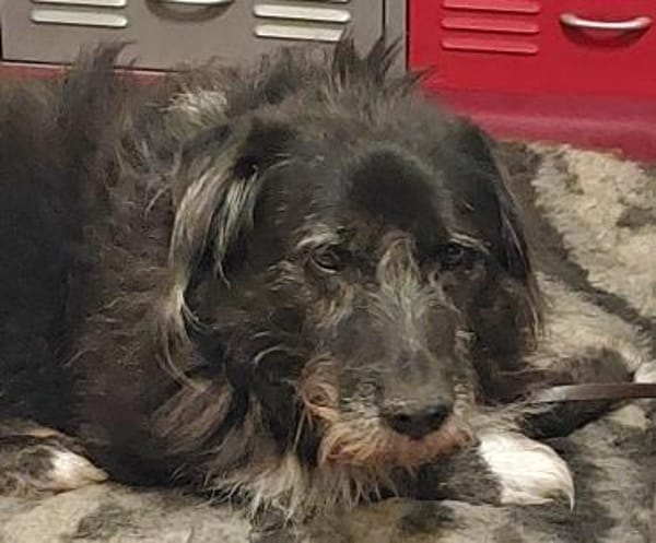 Napoleon  - PLZ 68642