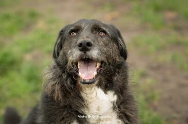 Napoleon  - PLZ 68642