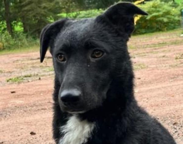 Elsie 💗 wartet in 09648 Mittweida