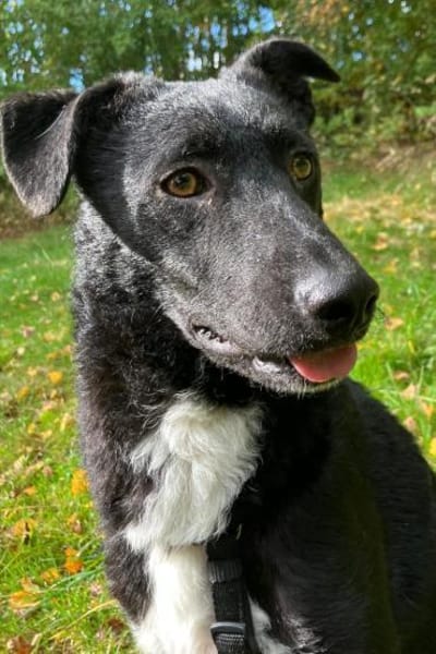 Elsie 💗 wartet in 09648 Mittweida